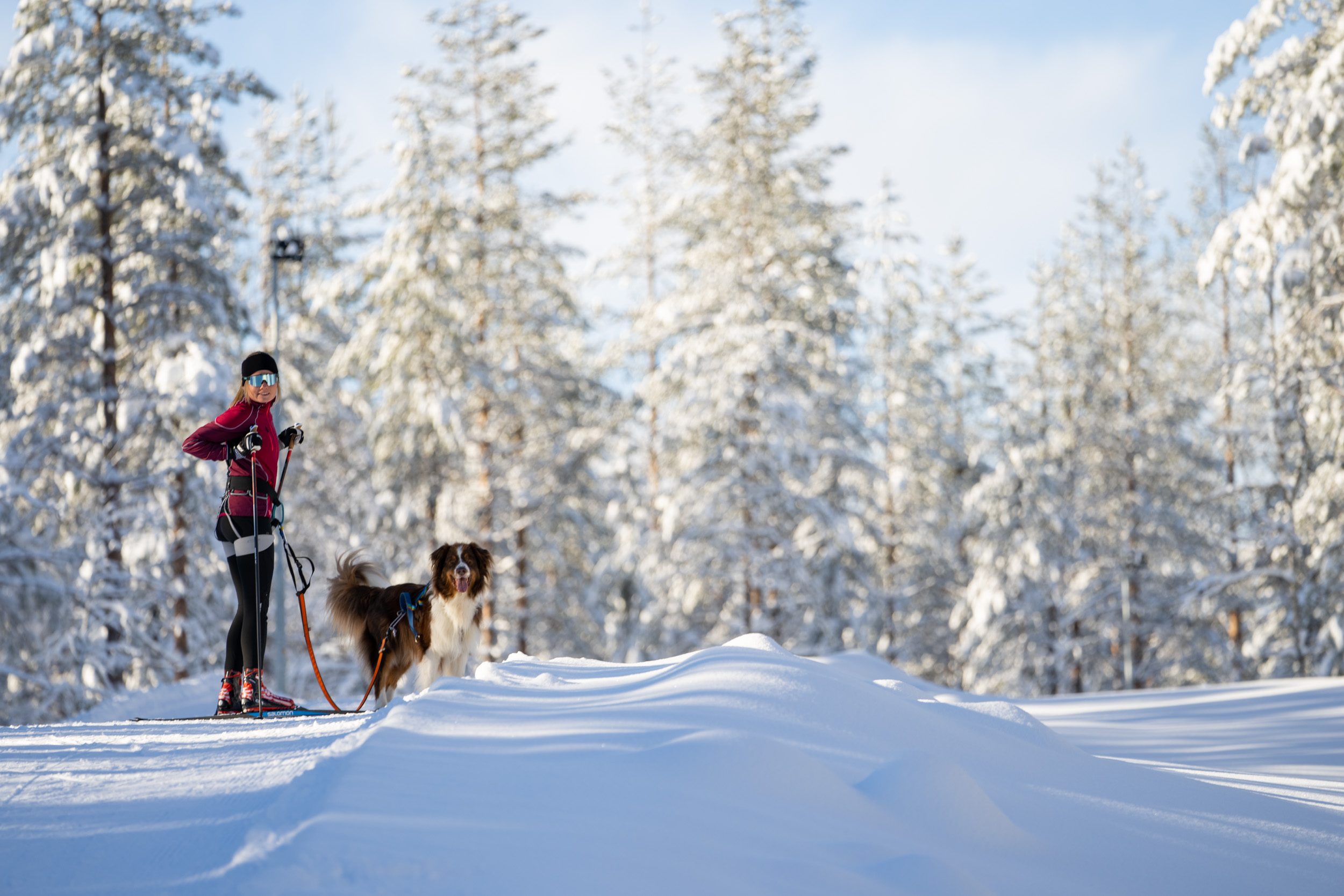 Person cross-country skiing with a dog on a leash on a sunny winter day in a snowy forest landscape.