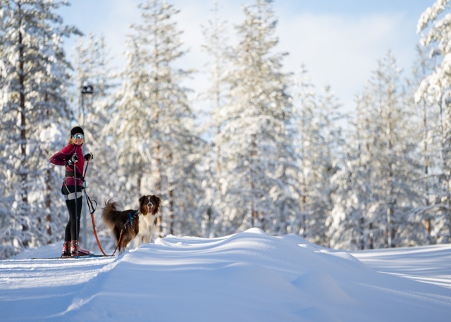 Person med längdskidor och hund i koppel på en solig vinterdag i snöigt skogslandskap.