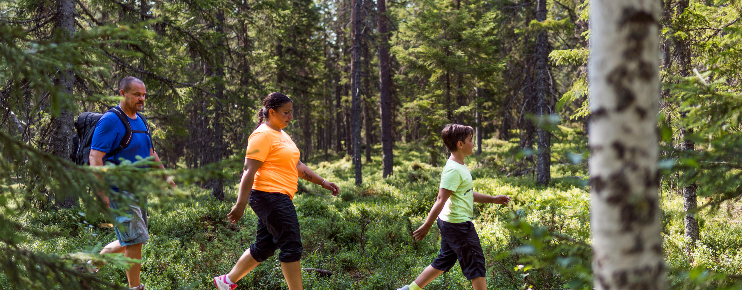 Familj vandrar på en smal spång genom grönskande skog.