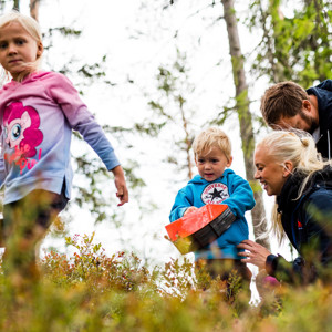 Familie med små børn plukker bær sammen i skoven på en sommerdag.