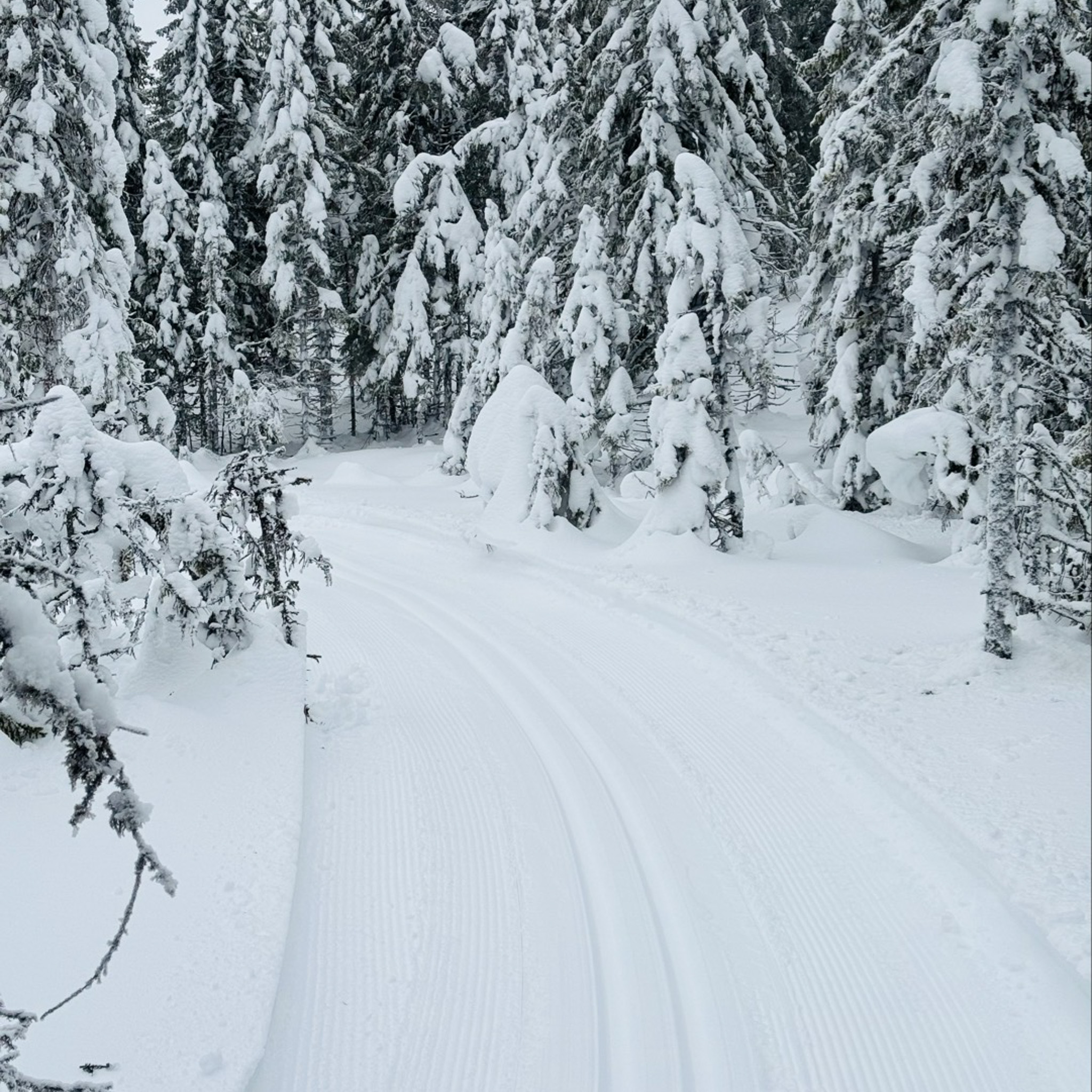 Preparat längdskidspår som slingrar sig genom snötäckt skog.
