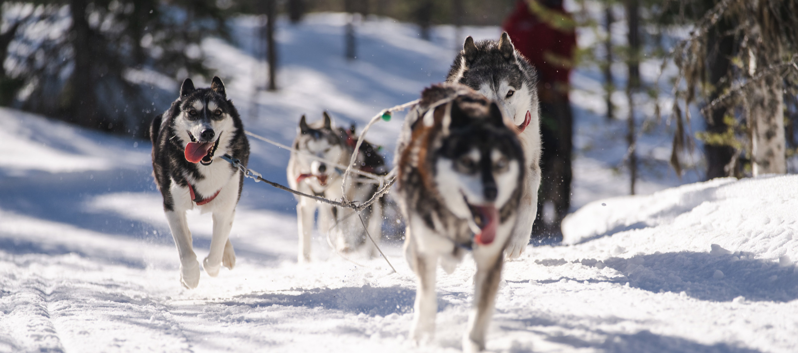 Fyra draghundar springer i snön genom skogen under ett hundspannsäventyr i Orsa Grönklitt.