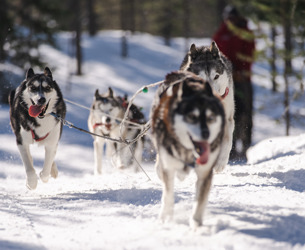 Fyra draghundar springer i snön genom skogen under ett hundspannsäventyr i Orsa Grönklitt.