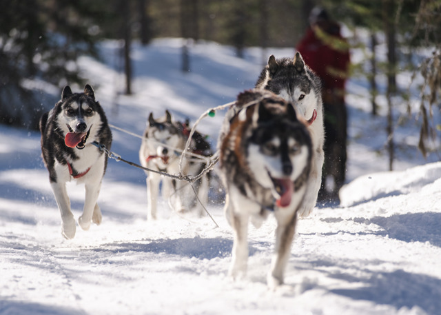 Four sled dogs running through snow in the forest during a dogsledding adventure at Orsa Grönklitt.