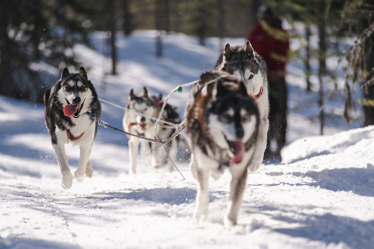 Fyra draghundar springer i snön genom skogen under ett hundspannsäventyr i Orsa Grönklitt.