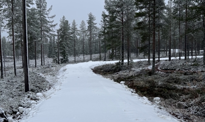 En snötäckt väg slingrar sig genom en tallskog en mulen vinterdag. Marken vid sidan av vägen är delvis täckt av snö, och träden står glest med lätt snötäcke på grenarna.